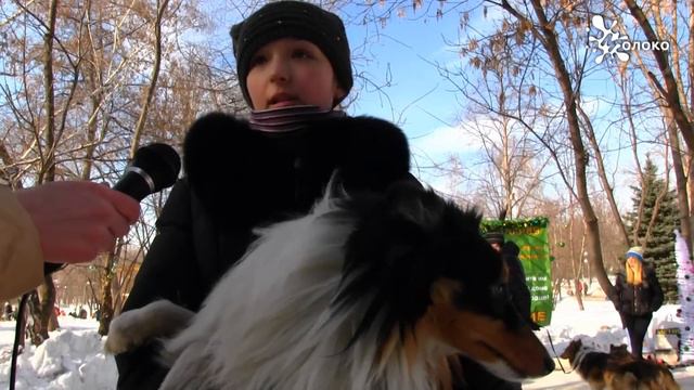 Собачий бал приюта "Участие" смотреть онлайн