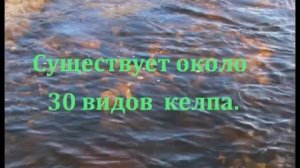 Келп (Бурая водоросль)