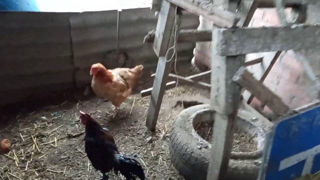 Рана у курицы под крылом! Лечим/Петухи подрались! Пришлось рассадить смотреть онлайн
