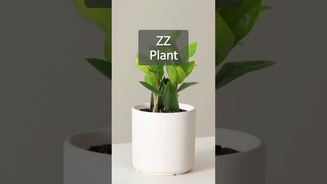 ZZ Plant Decoration Ideas | ZZ Varieties | Zamioculcas Zamiifolia Green & Black Leaves