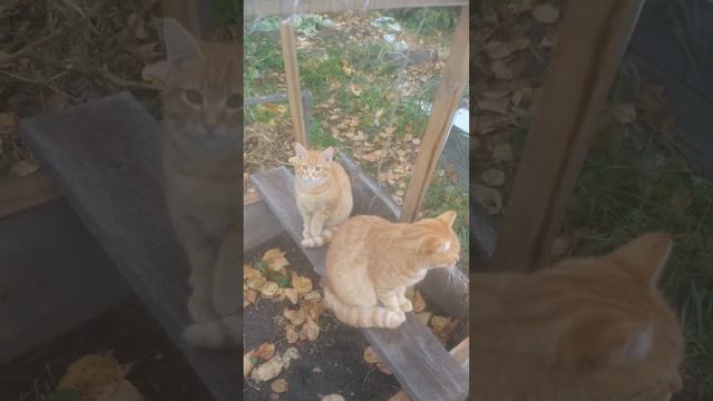 Сопротивление воспитанию.