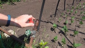 Как подключить новый садовый шланг? Шланг КУРС 76331