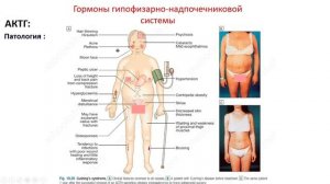 Биохимия. Лекция 26. Гормоны. 3 часть.