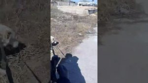 Кто сильнее собака или человек?