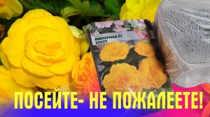 ЛЮБИМОЕ РАСТЕНИЕ! Показываю как ПРАВИЛЬНО ПОСЕЯТЬ БЕГОНИЮ