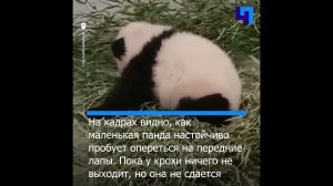 Дочка панды Диндин из Московского зоопарка пытается встать и сделать первые шаги