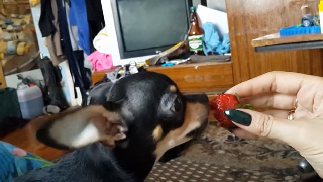 Собака не ест клубнику. Чихуа .Рич .Чихуахуа. прикол смотреть онлайн