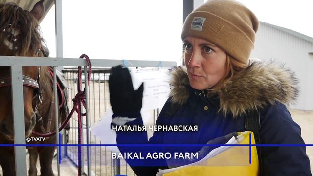 В Улан-Удэ собрались все племенные хозяйства республики смотреть онлайн