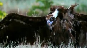 Черный гриф (Aegypius monachus) | Film Studio Aves