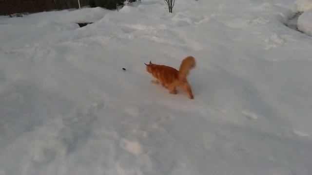 Мейн куны и сибирская кошка: зимой на улице / зимняя охота смотреть онлайн