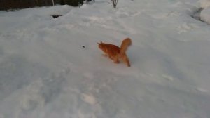 Мейн куны и сибирская кошка: зимой на улице / зимняя охота