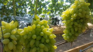 Виноград ПОДСНЕЖНИК