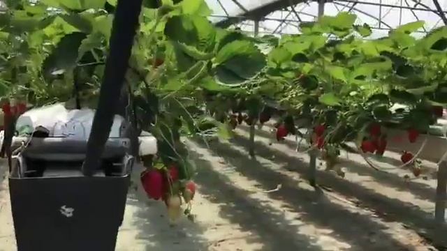 Новинка! Клубника Маригетт