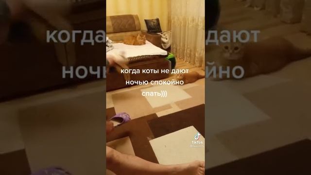 Когда коты не дают ночью спокойно спать: