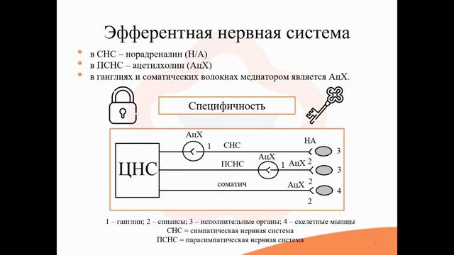 4.0. Строение вегетативных нервов. Понятие о синапсе. Миметики и литики смотреть онлайн