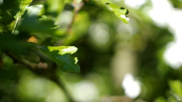 Helios 44m-4 video test , wide open, on Pentax K50 body смотреть онлайн