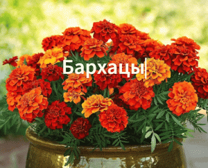 Как сажать бархатцы. Сажаем бархатцы на рассаду. Сорт" Почетный крест" и "Танго красный".