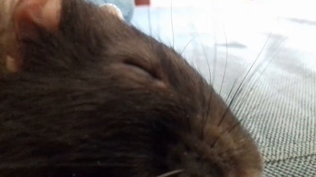 Крыс Видео 9 !! Новое Интро. . . смотреть онлайн