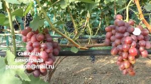 Виноград Ирэн- ранний срок созревания (Пузенко Наталья Лариасовна)