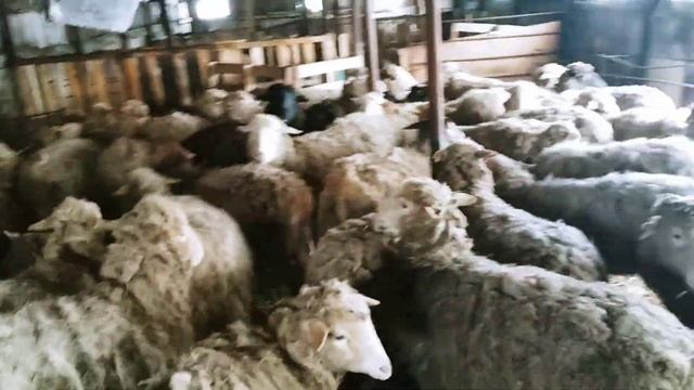 ОВЦЕВОДСТВО КАК БИЗНЕС ДЛЯ НАЧИНАЮЩЕГО|СОДЕРЖАНИЕ ОВЕЦ|ВЫГОДНО ЛИ ОВЦЕВОДСТВО?|Sheep Farming