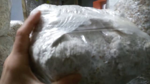 Вешенка дома. Мицелий с примордиями. смотреть онлайн