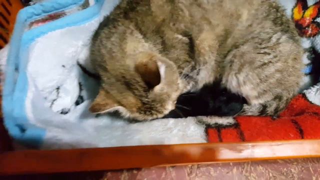 Брошенный новорождённый котёнок и его спасение. Часть 4. Мама смотреть онлайн