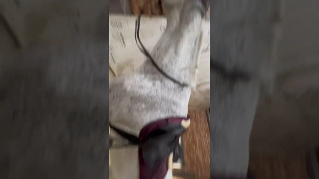 МИНИ ВЛОГ С КОНЮШНИ? тренировка в 9 утра-жееесть?? смотреть онлайн