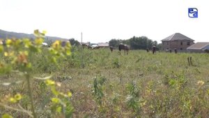 Кобылье молоко - саумал. «Философия здоровья»