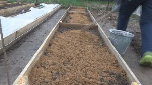 Подготовка и посадка лука севка весной