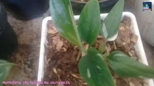 Monstera Standleyana Variegata//Philodendron Cobra Rare