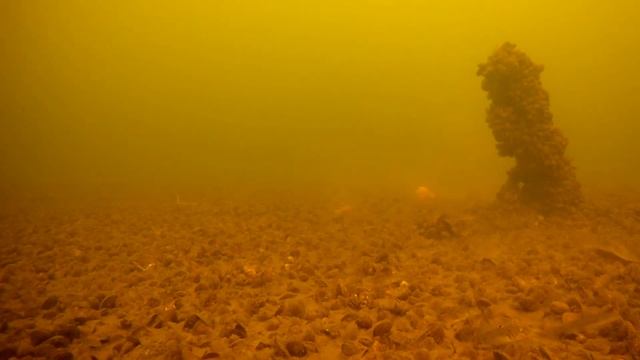 Рыбалка. Подводная съёмка. Рыба Ротан (р. Кама, г. Набережные Челны) смотреть онлайн