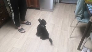 Пудель Яша 4 месяца. обычная тренировка перед кормлением.