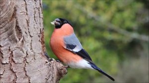 Снегирь Ловчие птицы .Средней полосы России.