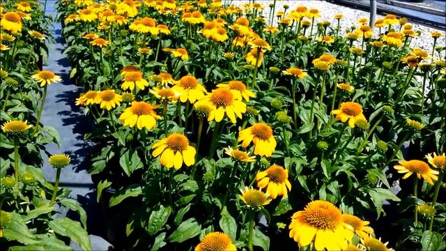 Best Perennials - Echinacea Sombrero™ Lemon Yellow (Coneflower) смотреть онлайн