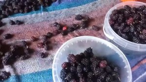 ШЕЛКОВИЦА на зиму. Понижает кровяное давление.