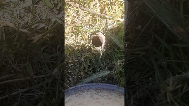 Тарантулы, может живут и в вашем дворе? смотреть онлайн