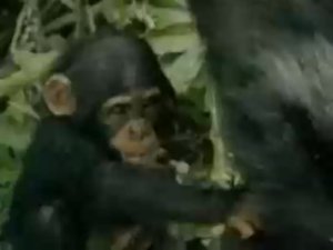 754_Шимпанзе