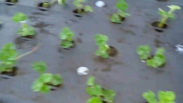 Высаживаем рассаду клубники Купчиха