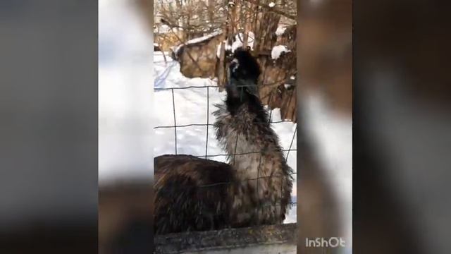 Все ждут весну.Сафари-Парк Краснодар.Февраль-2021 #сафарипарккраснодар #солнечныйостров