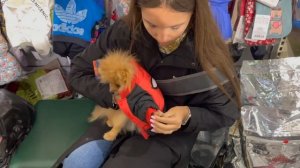 Выбираю одежду моему шпицу Патрику??