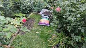 Особенности осенней посадки роз.  Розы питомника Элит.