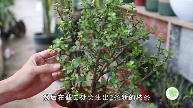 金枝玉叶，一把剪刀加“两手法”，养成“老桩” смотреть онлайн