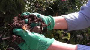 Подготовка гортензии к зиме/мои советы?