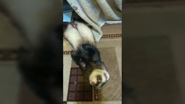 САМЫЕ ЛЕНИВЫЕ И СПОКОЙНЫЕ ХОРЬКИ В МИРЕ. смотреть онлайн