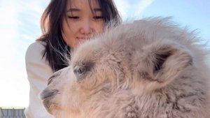 Катание на верблюдах Калмыкия ?