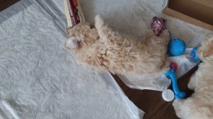 8. Пушончики