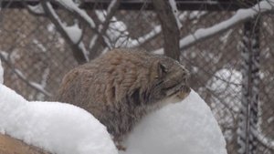 Манул Зеленогорск мяукает. 28.01.2023