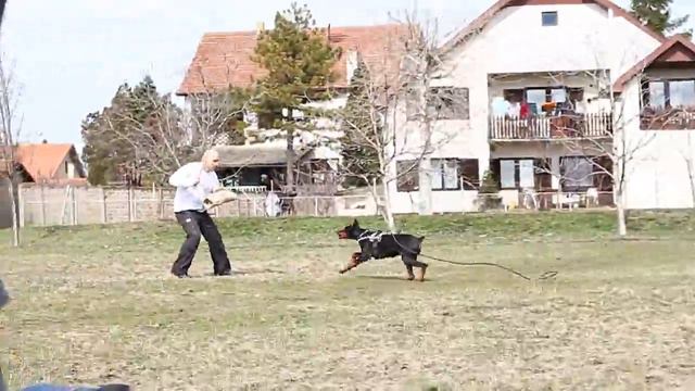 Doberman trening 10 смотреть онлайн