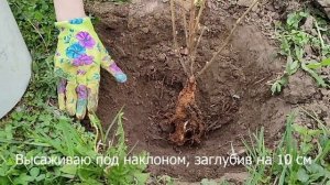 Смородина. Посадка весной.