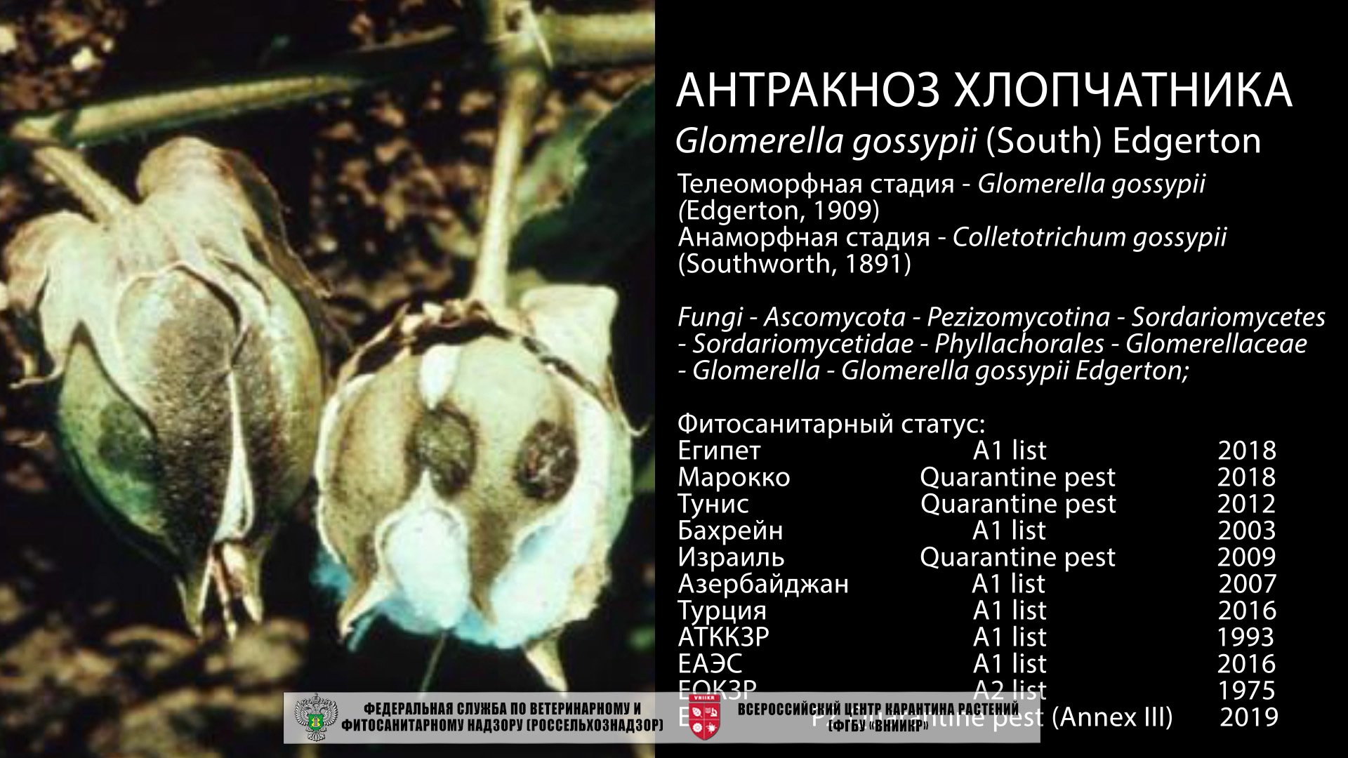 Антракноз хлопчатника (Glomerella gossypii (South) Edgerton)